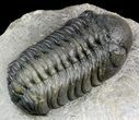 Austerops Trilobite - Great Eyes #46703-3